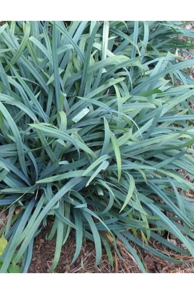 Carex laxiculmis 'Bunny Blue'
