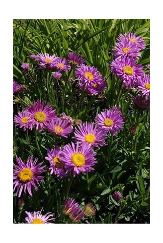 Aster alpinus 'Happy End'