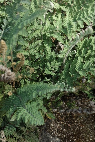 Cheilanthes lanosa