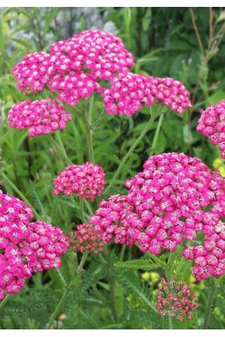 Achillea millefolium...