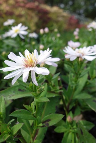 Aster dumosus 'Rosenkissen'