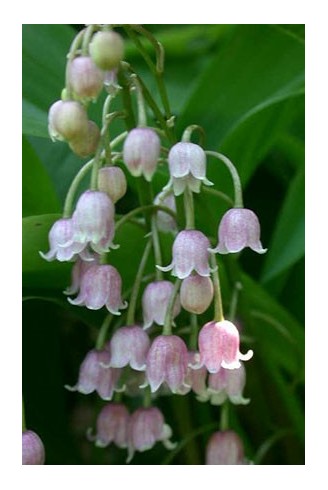 Convallaria majalis 'Rosea'