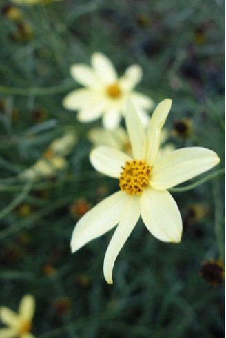 Coreopsis 'Moonbeam'