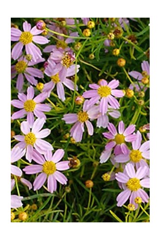 Coreopsis rosea 'Nana'