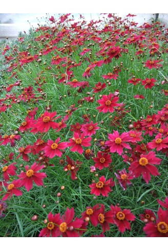 Coreopsis verticillata...