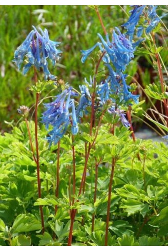 Corydalis 'Spinners'