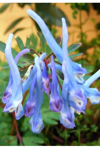 Corydalis flexuosa 'Père...