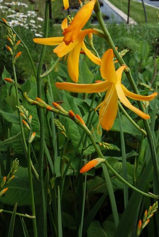 Crocosmia 'Georges Davidson'