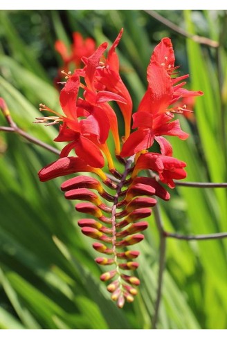 Crocosmia 'Lucifer'