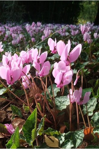 Cyclamen hederifolium