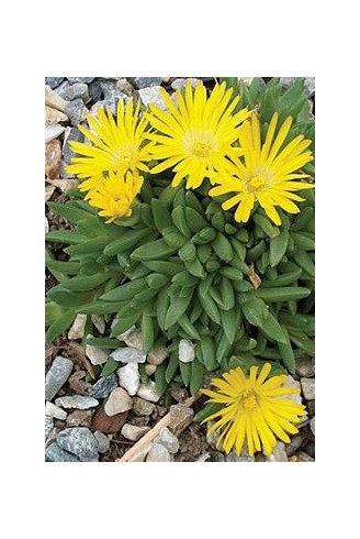 Delosperma congestum