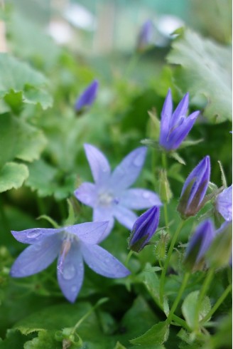 Campanula poscharskyana