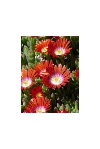 Delosperma dyei 'Red Mountain'