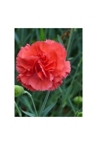 Dianthus 'Diana'