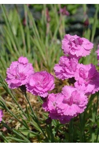 Dianthus gratianopolitanus...