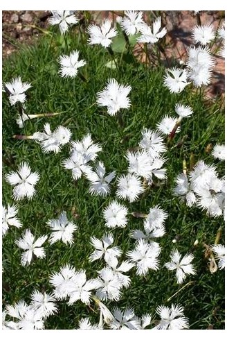 Dianthus petraeus