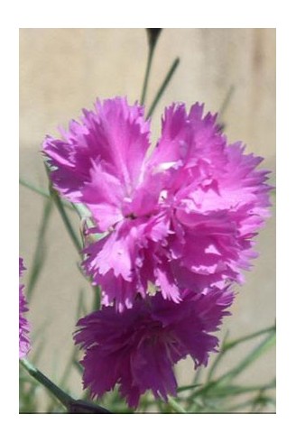 Dianthus plumarius 'Roodkapje'