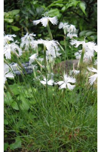 Dianthus strictus var. bebius