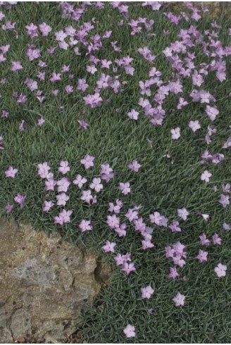 Dianthus subacaulis