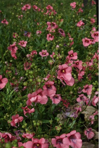 Diascia 'Hector's Hardy'