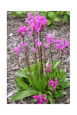 Dodecatheon jeffreyi