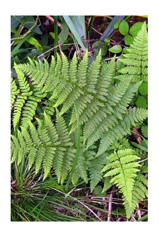 Dryopteris carthusiana