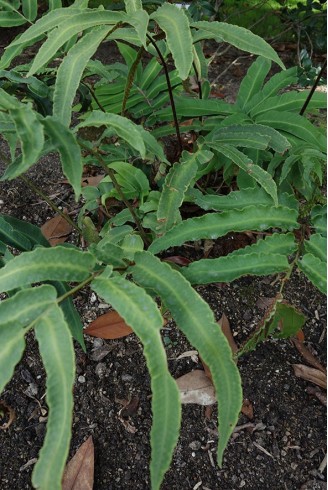 Dryopteris sieboldii