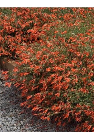 Epilobium garrettii