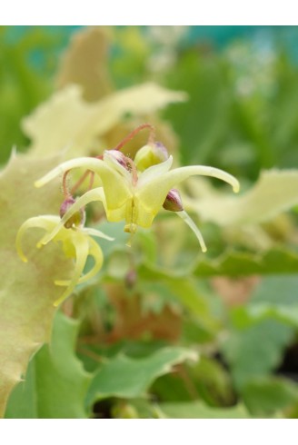 Epimedium 'Spine Tingler'