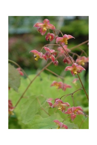 Epimedium x cantabrigiense