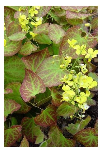 Epimedium x perralchicum...