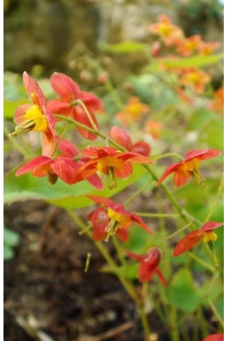 Epimedium x warleyense...