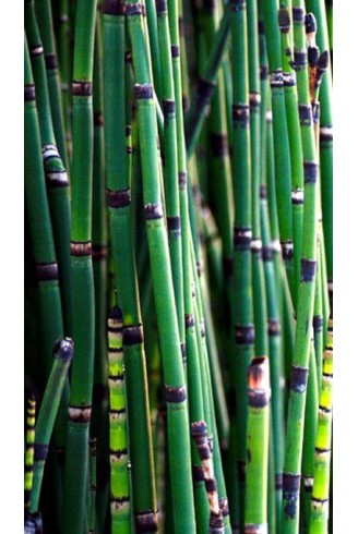 Equisetum camtschatcense