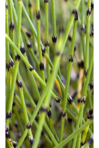 Equisetum scirpoides