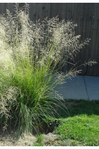 Eragrostis curvula