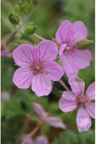 Erodium 'County Park'