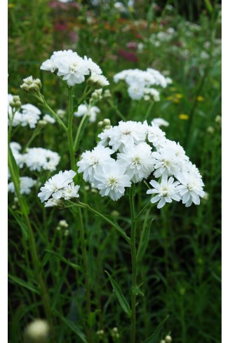 Achillea ptarmica 'Boule de...