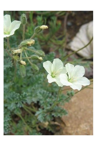 Erodium chrysanthum