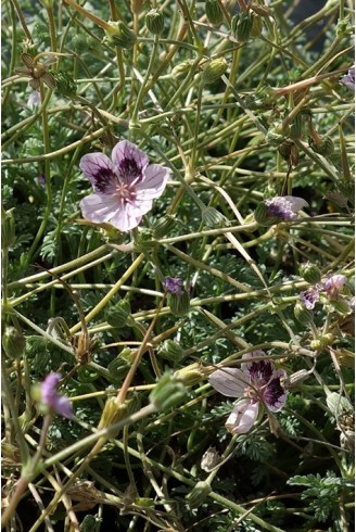 Erodium x kolbianum 'Natasha'