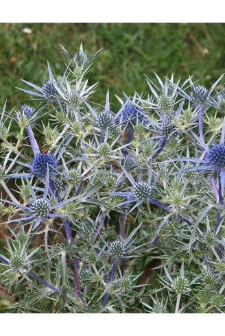 Eryngium amethystinum