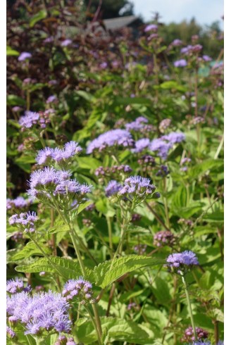 Eupatorium coelestinum