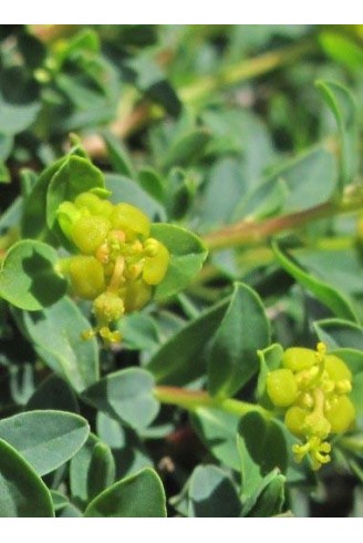 Euphorbia spinosa