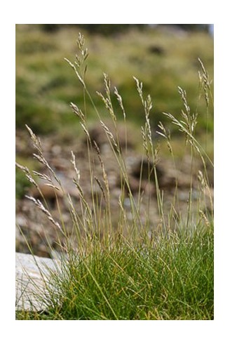 Festuca eskia