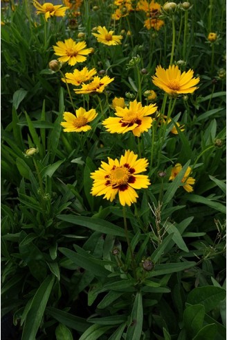 Coreopsis grandiflora...