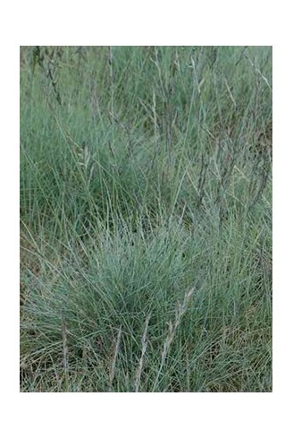 Festuca glacialis 'Czakor'