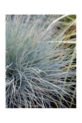 Festuca glauca 'Blaufuchs'