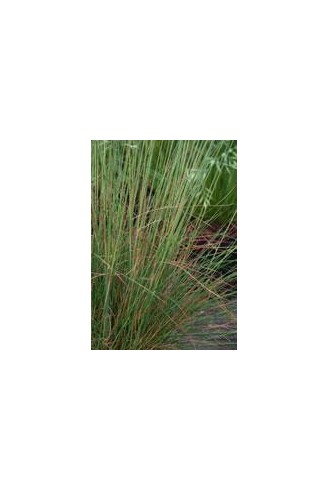 Festuca glauca 'Harz'