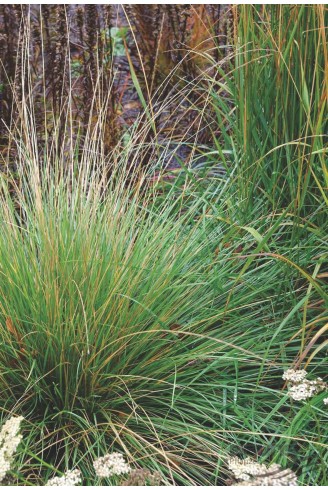 Festuca mairei