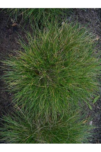 Festuca vivipara