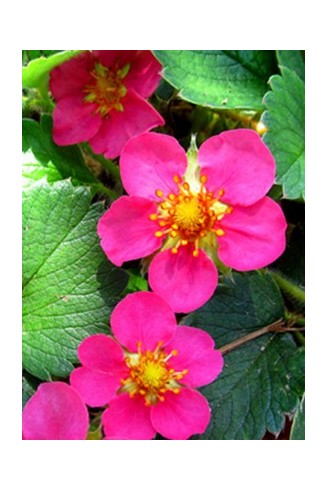 Fragaria 'Red Ruby'